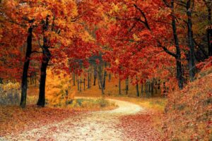 dirt road with fall trees on each side