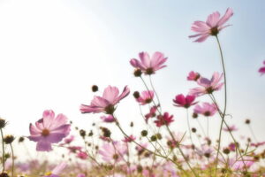 Close up of pink spring flowers with a blue sky in background